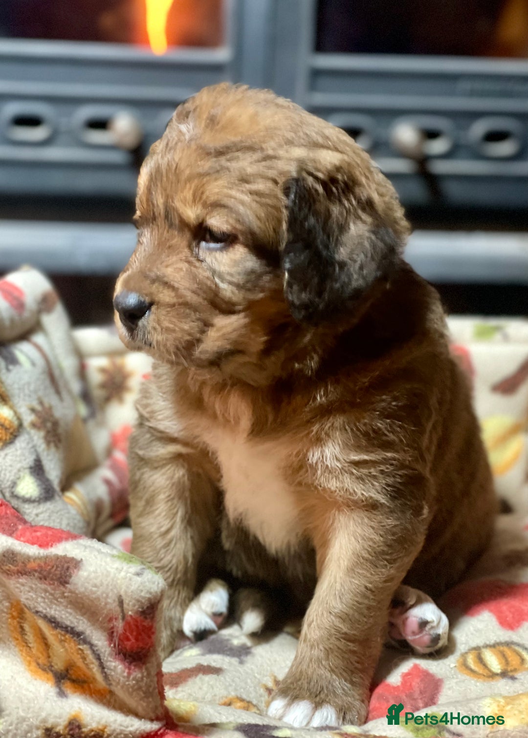 Bernedoodle dogs for sale: Beautiful Bernedoodle babies  - Advert 10