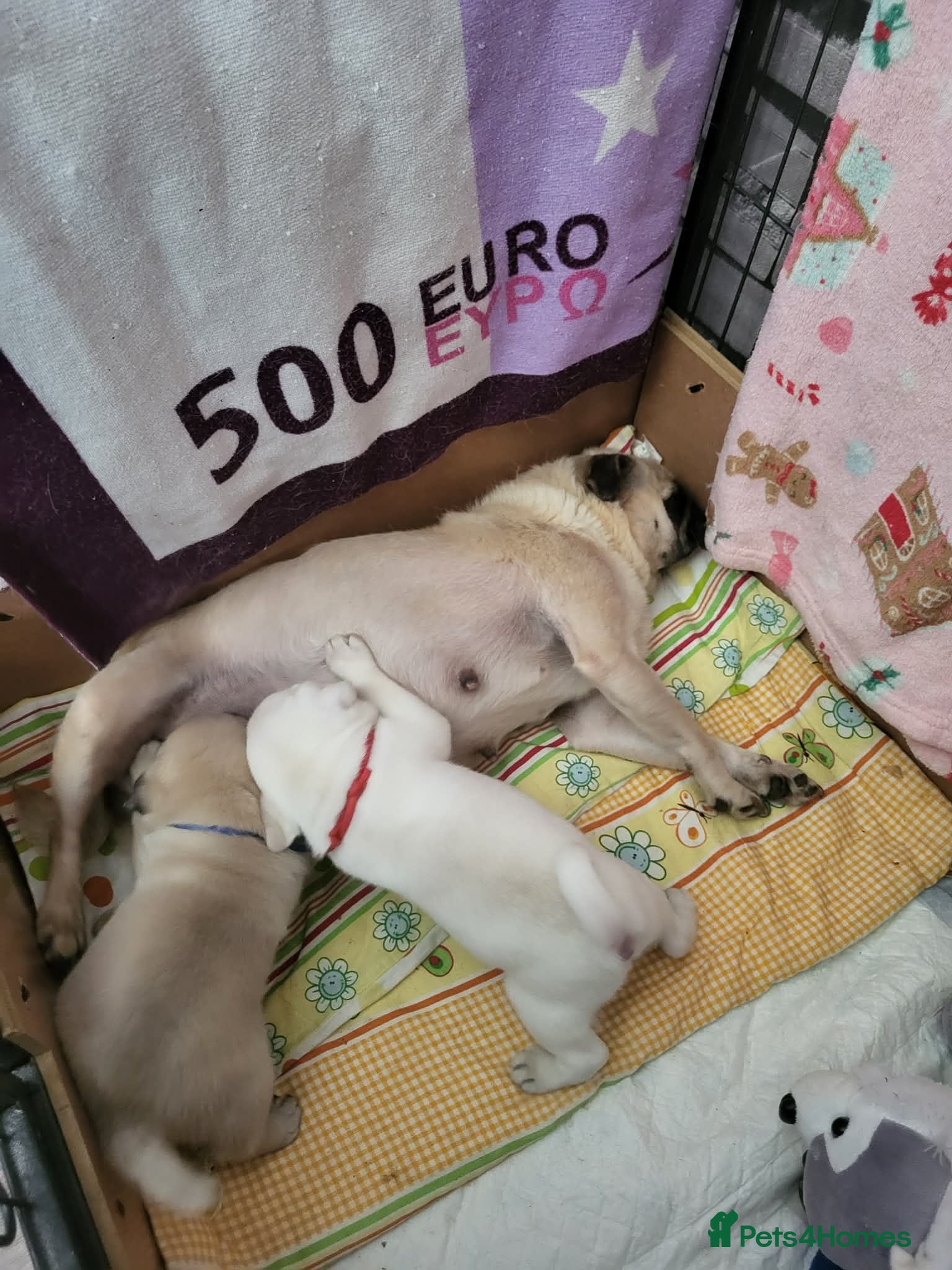 Pug dogs Pug puppies  - Advert 1