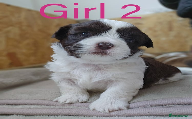 Shih Tzu dogs - Advert 2