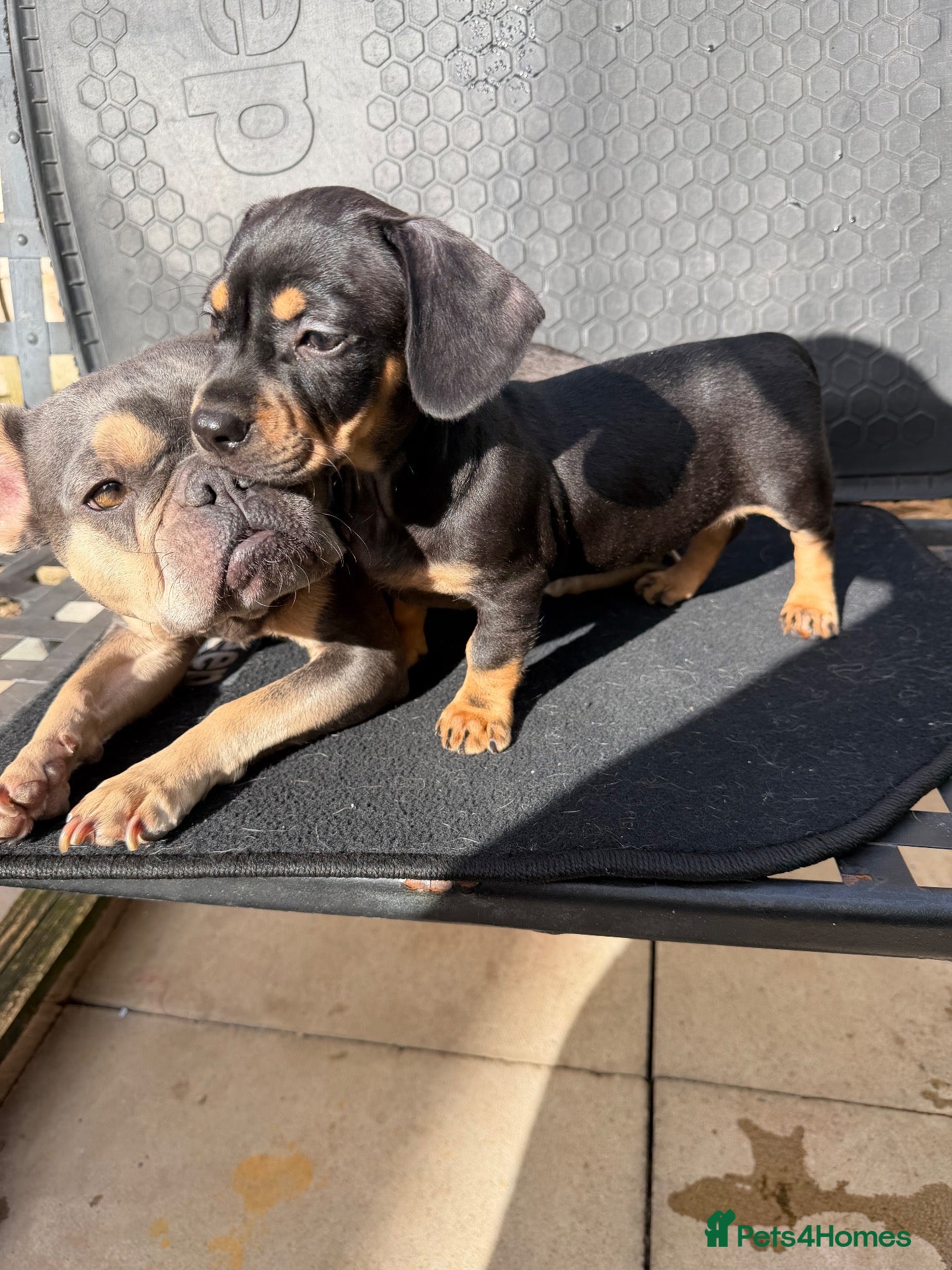 Mixed Breed dogs Miniature Isabella dachshund//with Frenchie - Advert 1