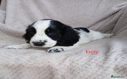 Cocker Spaniel dogs for sale: Health tested small cocker spaniels  - Image 5