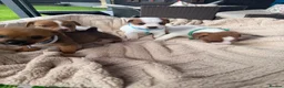 Jack Russell dogs for sale: stunning Jackrussel puppies - Advert 9