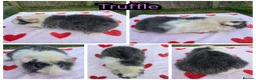 Guinea Pig rodents for sale: Baby Funky and Teddy type Boy Guinea Pigs - Advert 7