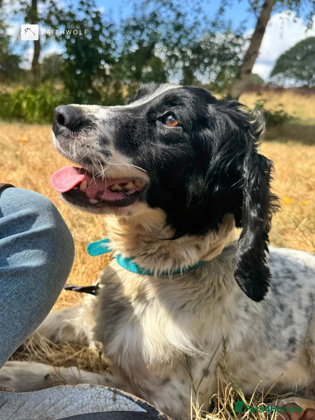 English Springer Spaniel dogs for sale: Spike - Fully Trained Pet Springer Spaniel - Advert 2