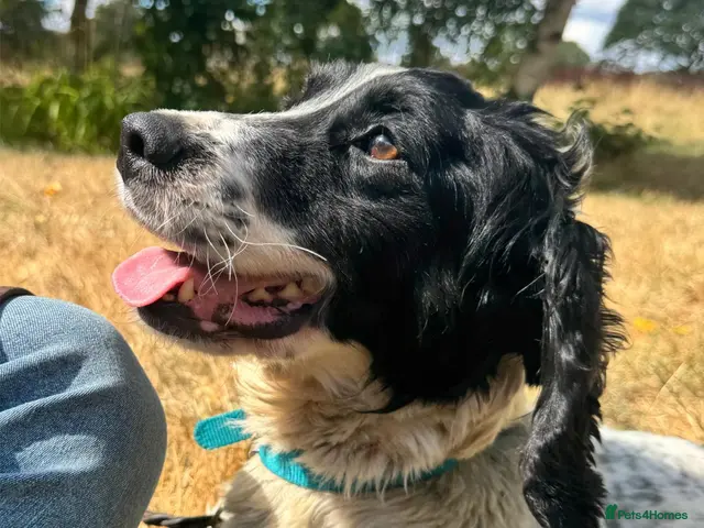 English Springer Spaniel dogs for sale: Spike - Fully Trained Pet Springer Spaniel - Advert 2