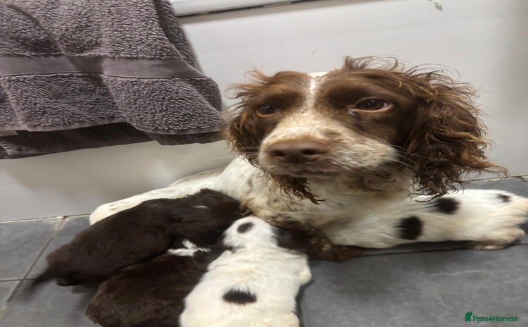 Cocker Spaniel dogs - Advert 1
