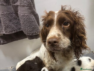 Cocker Spaniel dogs - Advert 4