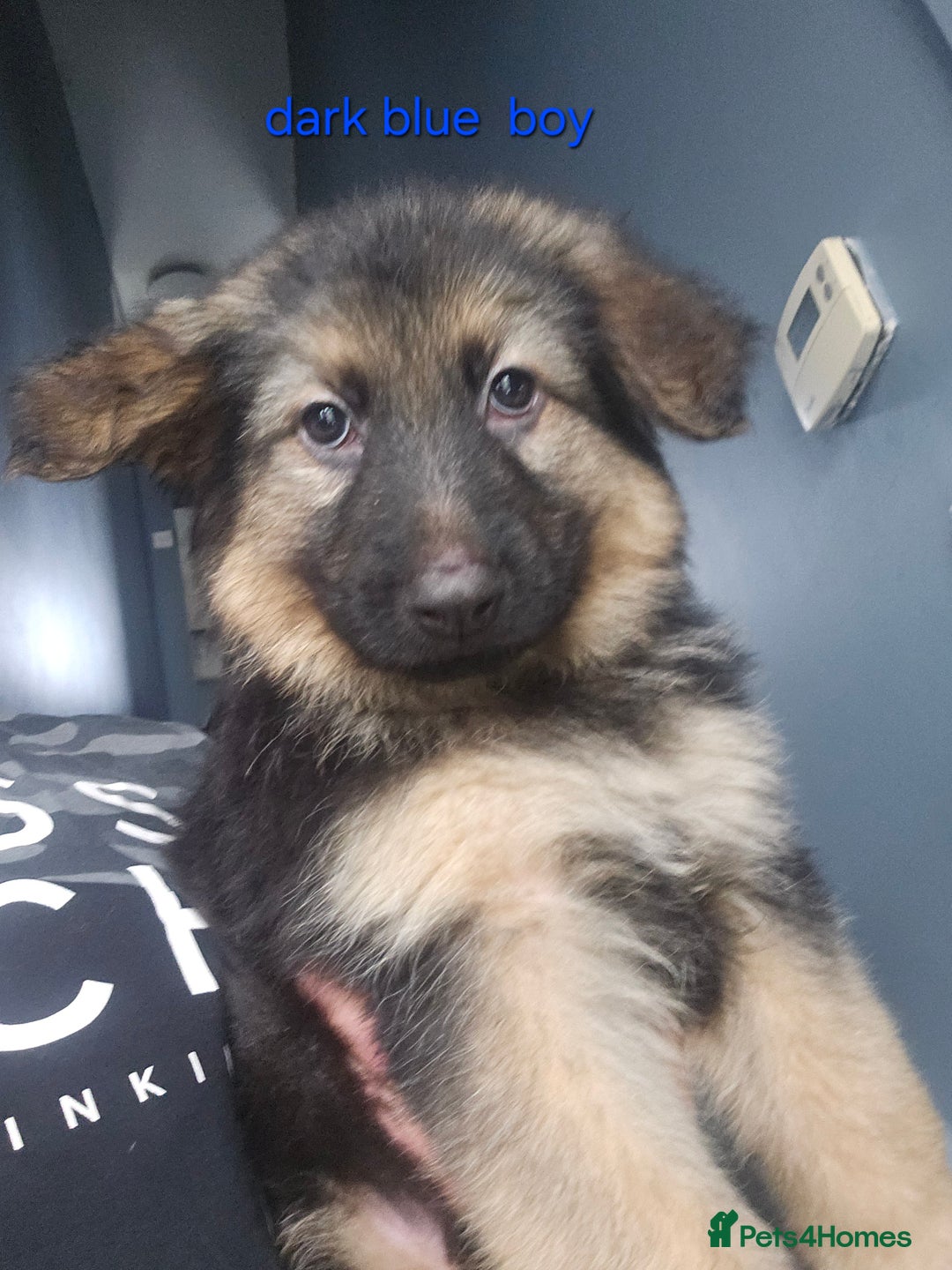German Shepherd dogs for sale: German shepherd puppies  - Advert 5