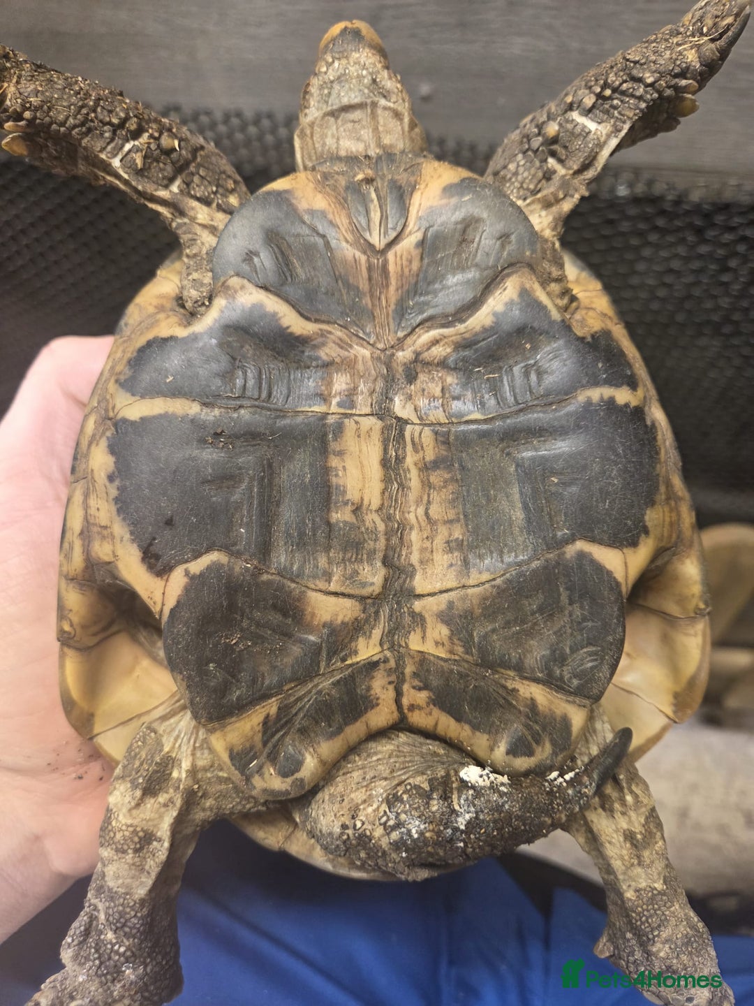 Tortoise reptiles for sale: Horsefield tortoise - Advert 4