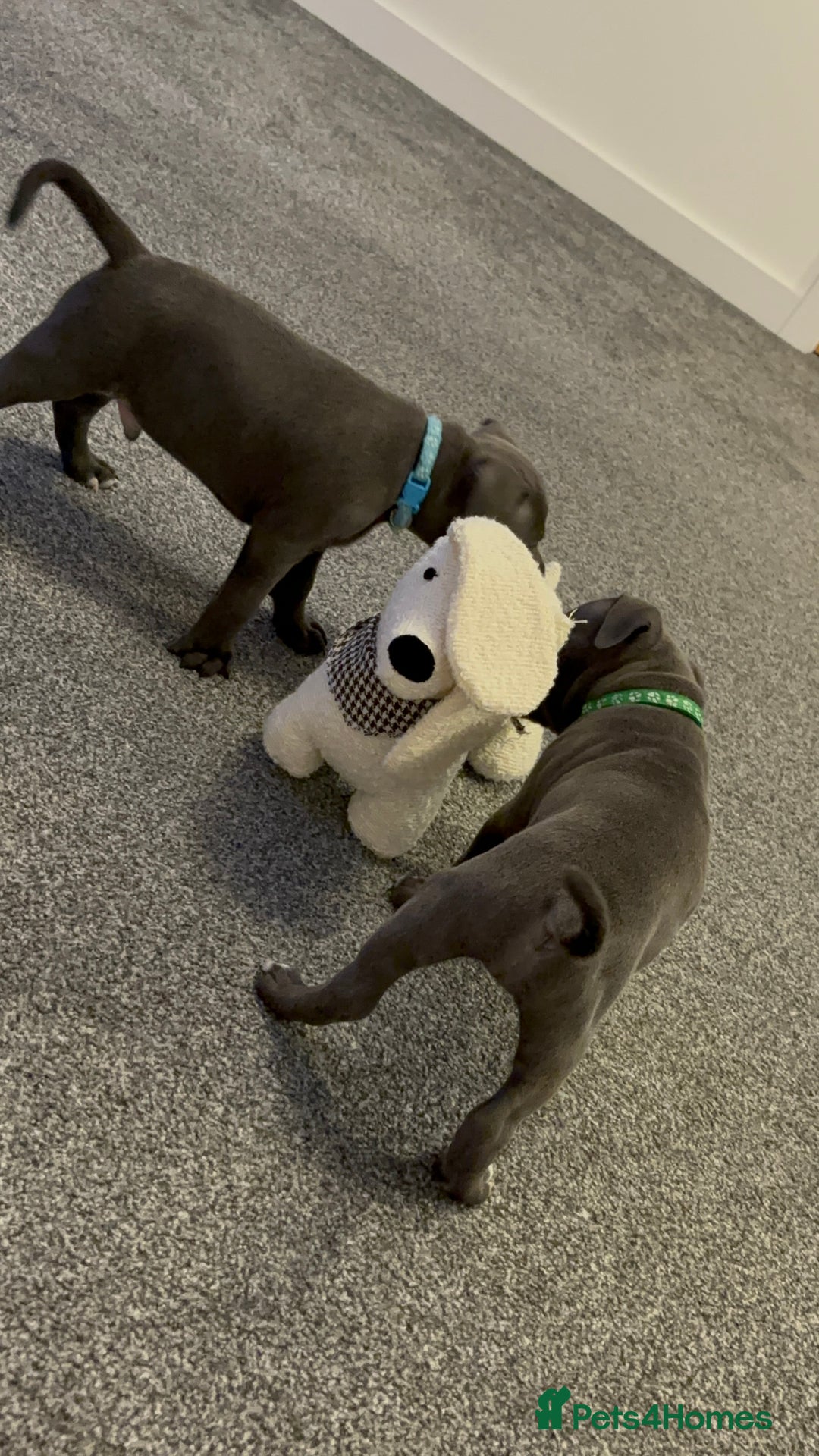 Staffordshire Bull Terrier dogs for sale: 2 GORGEOUS boys  - Image 14