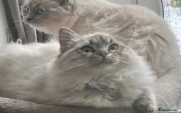 Ragdoll cats for sale: Exquisite Ragdoll Kittens Ready 8th Dec 💝 - Advert 2