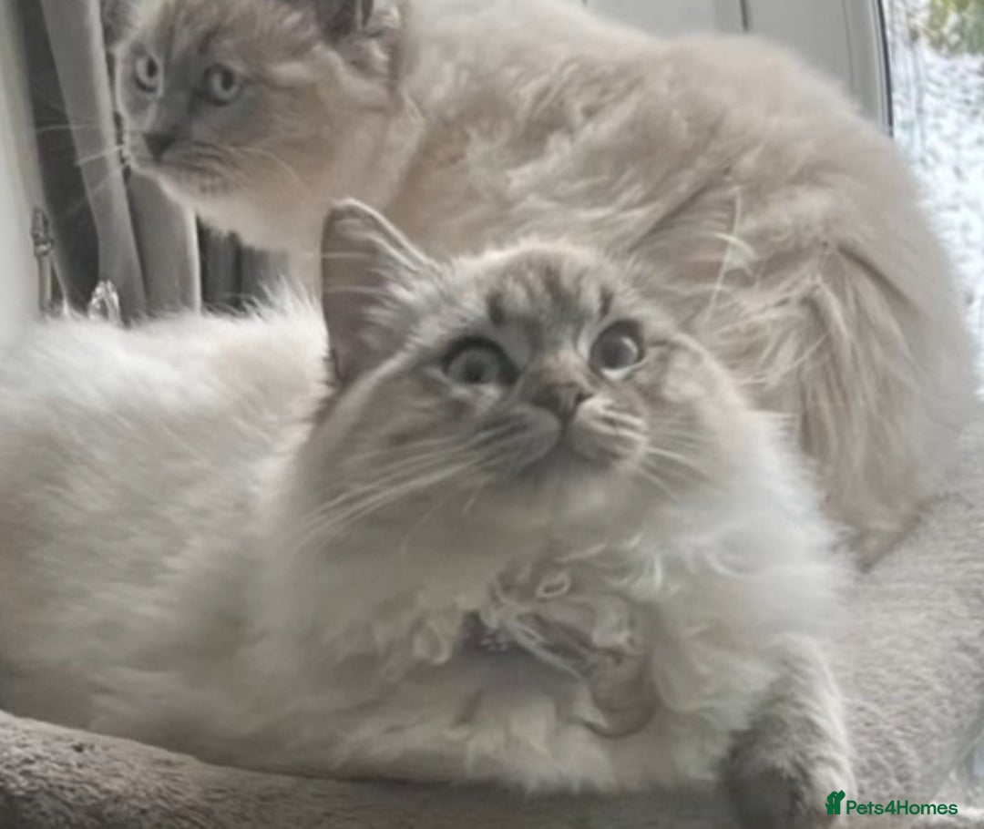 Ragdoll cats for sale: Exquisite Ragdoll Kittens Ready 8th Dec 💝 - Advert 2