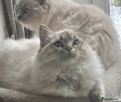 Ragdoll cats Exquisite Ragdoll Kittens Ready 8th Dec 💝 - Advert 4