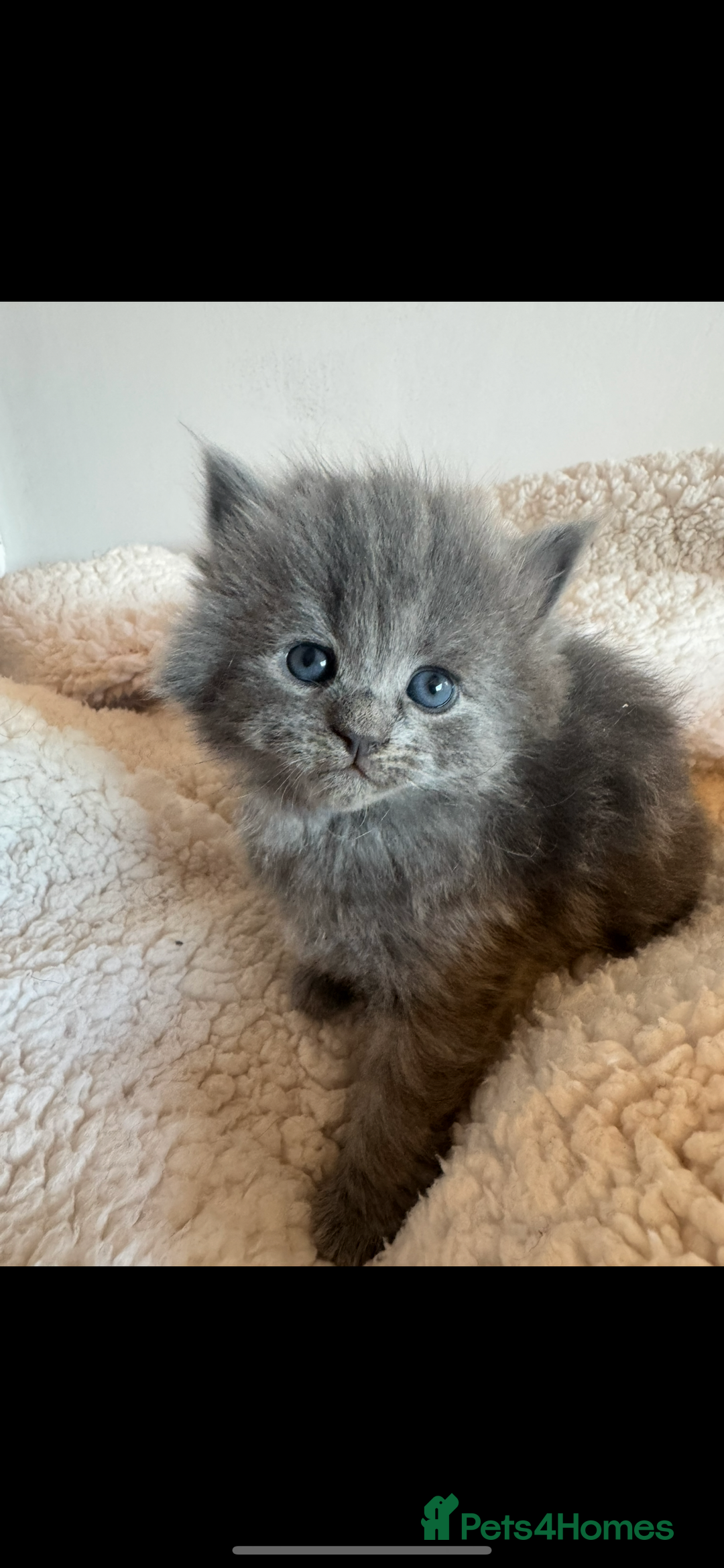 Ragdoll cats for sale: Ragdoll cross  - Advert 5