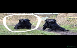 Labrador Retriever dogs for sale: Working labrador puppies  - Image 8