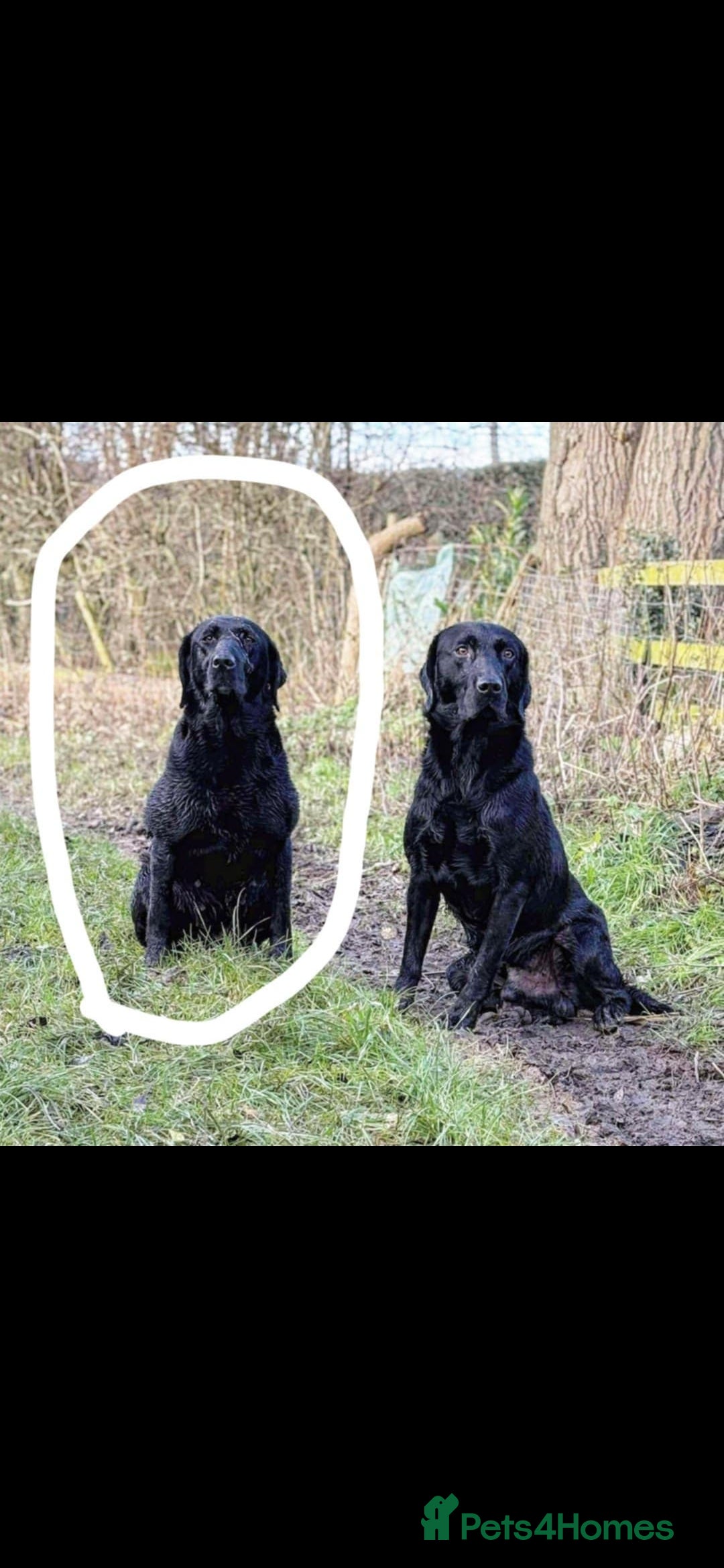 Labrador Retriever dogs for sale: Working labrador puppies  - Image 8