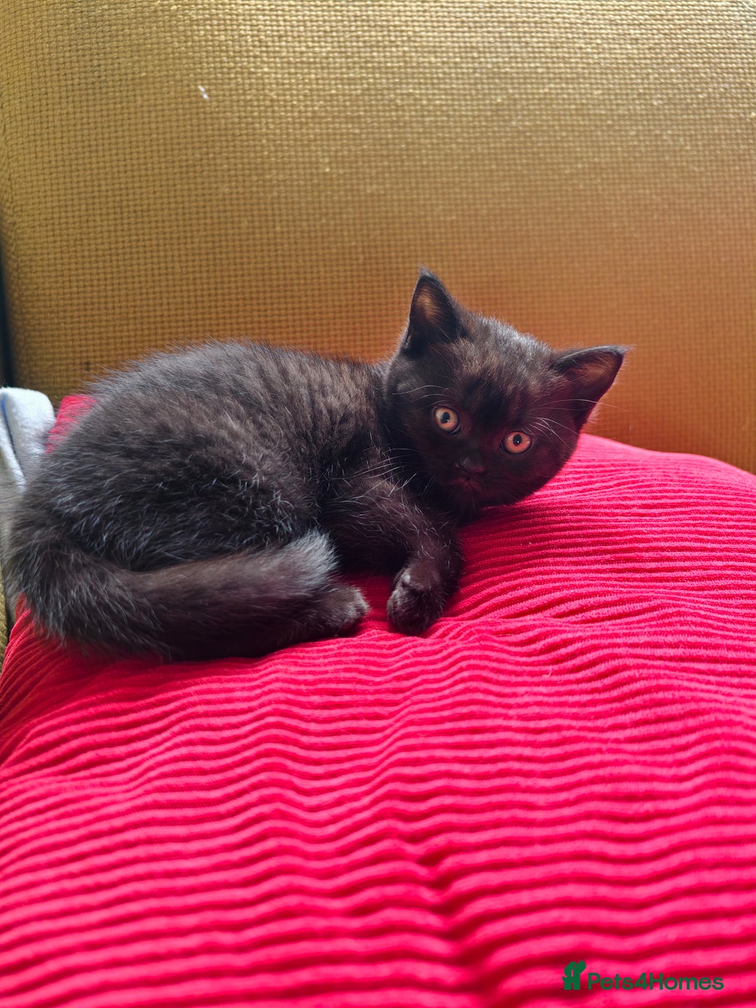 Scottish Fold cats for sale: 4 lovely kittens looking for new family  - Image 13