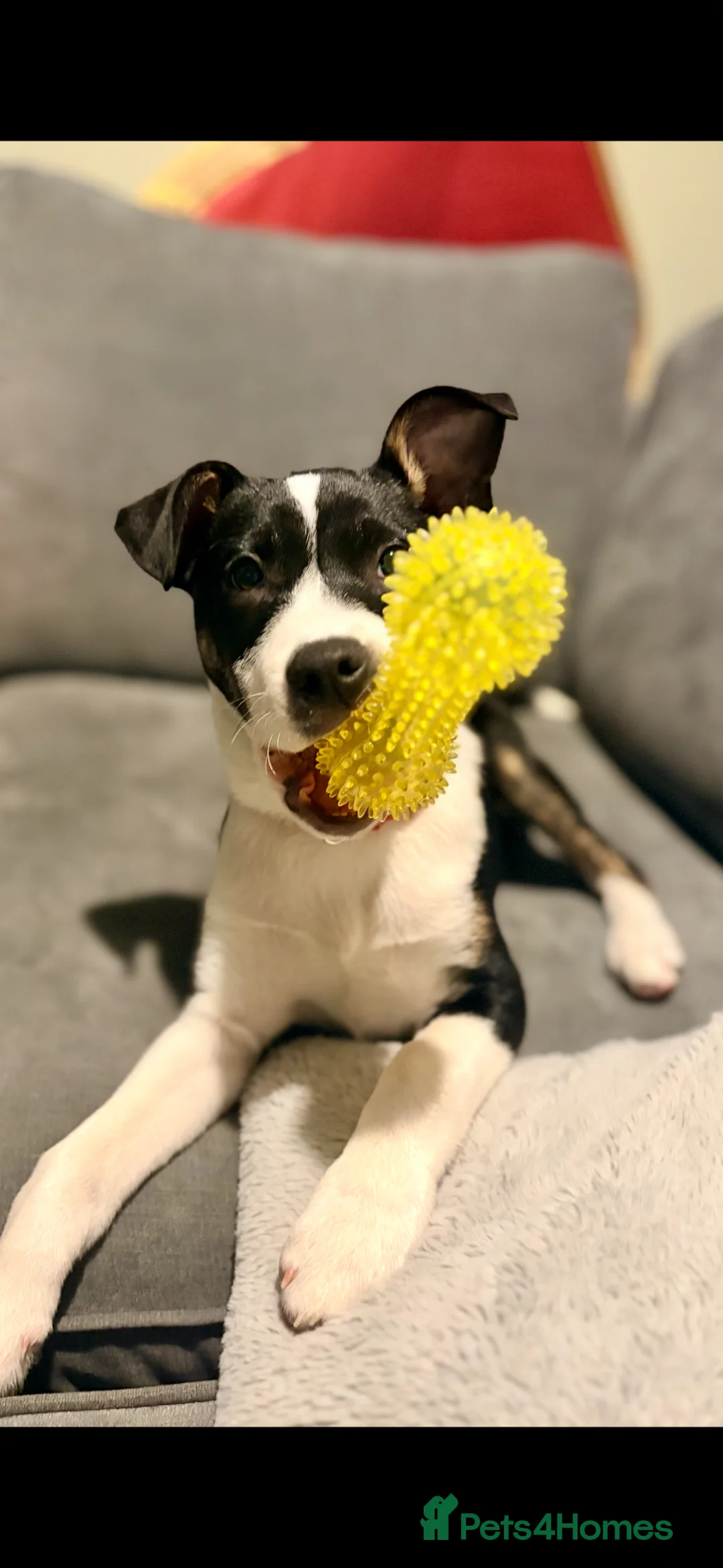 Mixed Breed dogs for sale: 6 months old Staffy x collie (male) - Advert 2