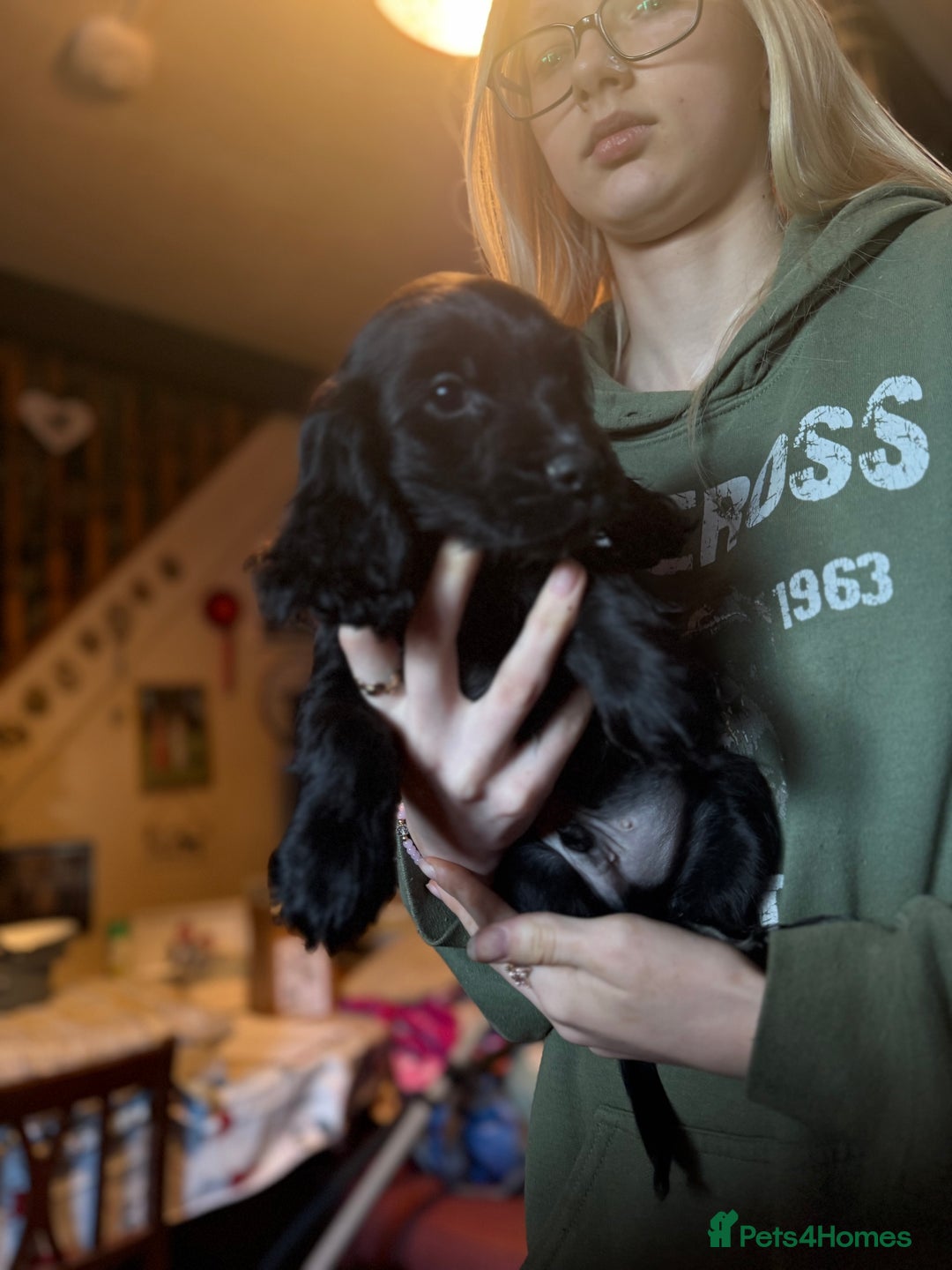 Cocker Spaniel dogs for sale: Cocker spaniel puppies  - Advert 4