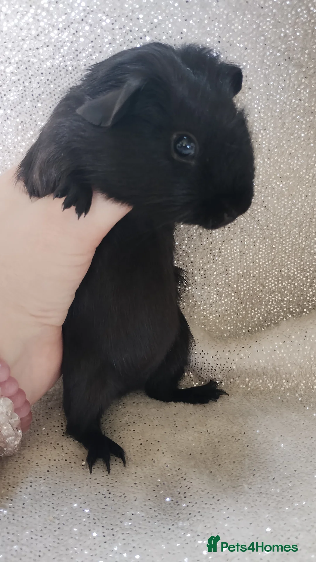 Guinea Pig rodents for sale: Lonely male baby guinea pig Ready now - Advert 2