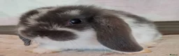 Mini Lop rabbits for sale: Various ages - Advert 2