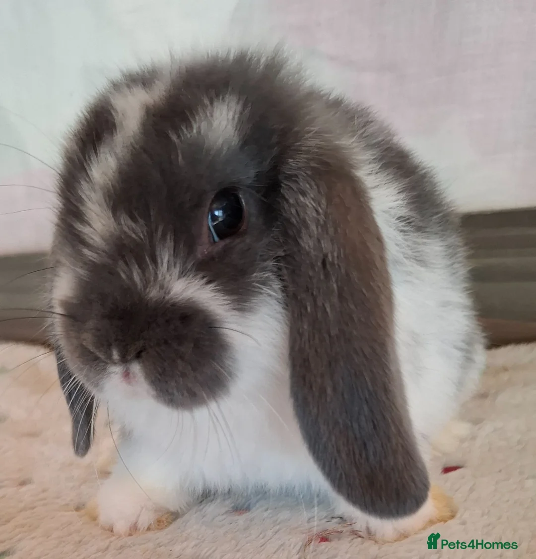 Mini Lop rabbits for sale: Various ages - Advert 2