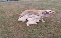 Golden Retriever dogs for sale: Gorgeous Golden Retrievers 8 weeks old H/Tested  - Image 13
