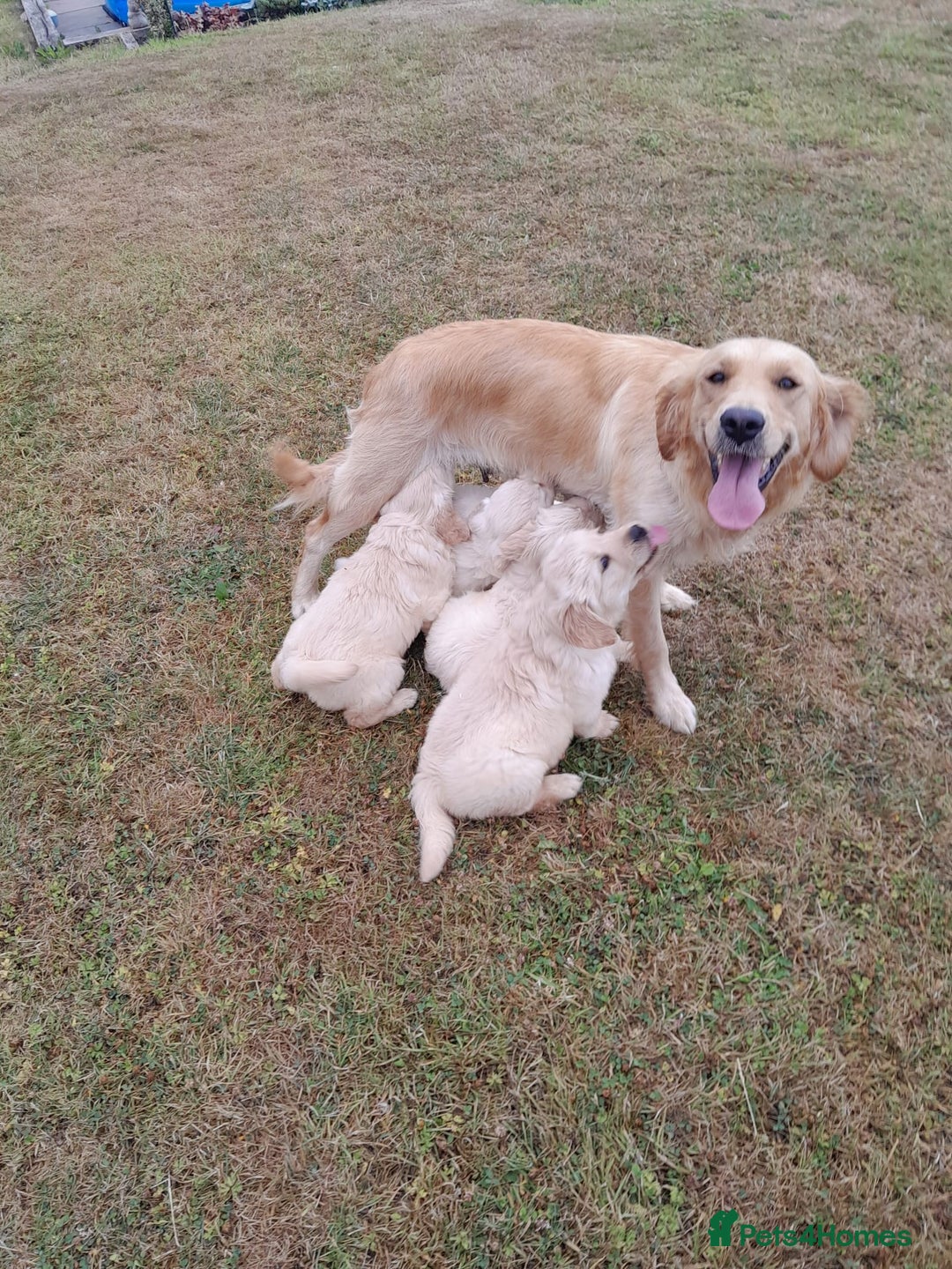 Golden Retriever dogs for sale: Gorgeous Golden Retrievers 8 weeks old H/Tested  - Image 13