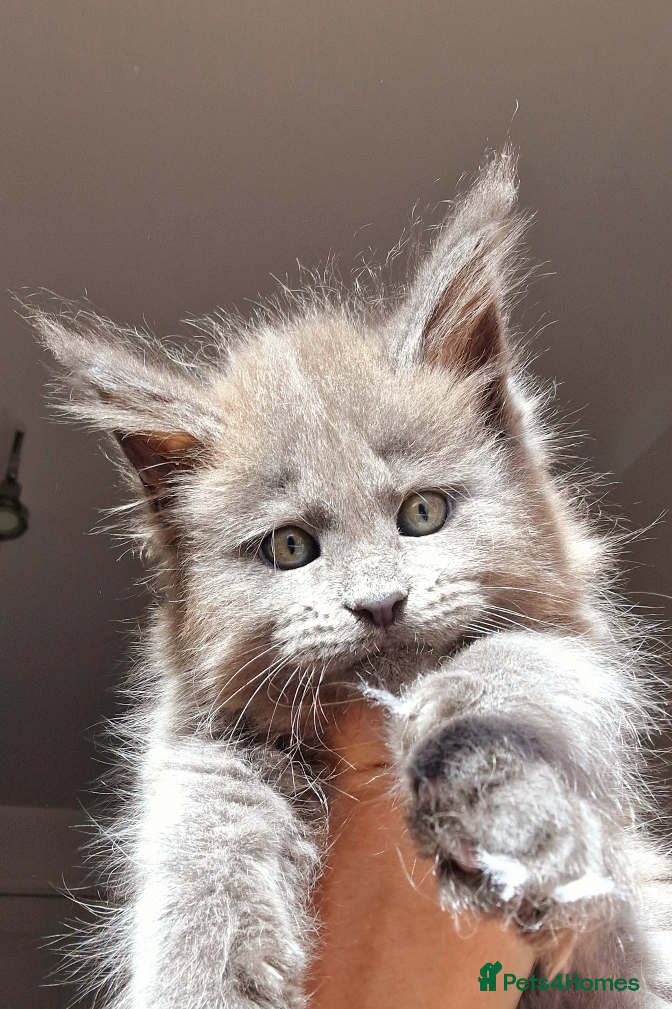 Maine Coon cats for sale: Maine coon kittens  - Advert 1