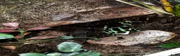 Frog reptiles for sale: Dart frogs dendrobates aurutus  - Advert 3