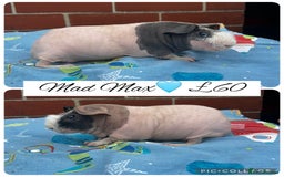 Guinea Pig rodents for sale: Guinea pig boars  - Image 32