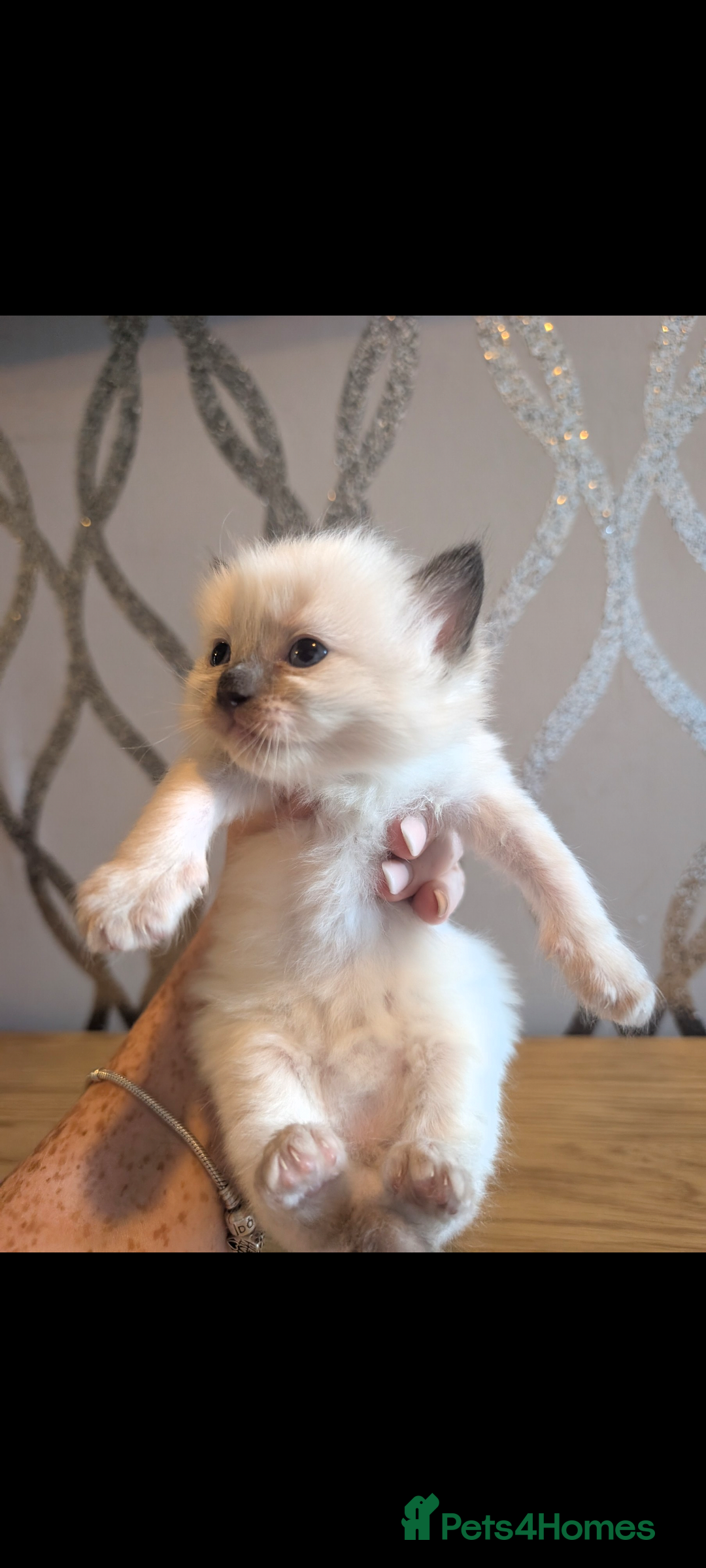 Ragdoll cats for sale: Absolutely gorgeous ragdoll kittens - Advert 4