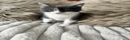 Mixed Breed cats for sale: 🩷Cross Maine Coone Kittens🩷 - Advert 5