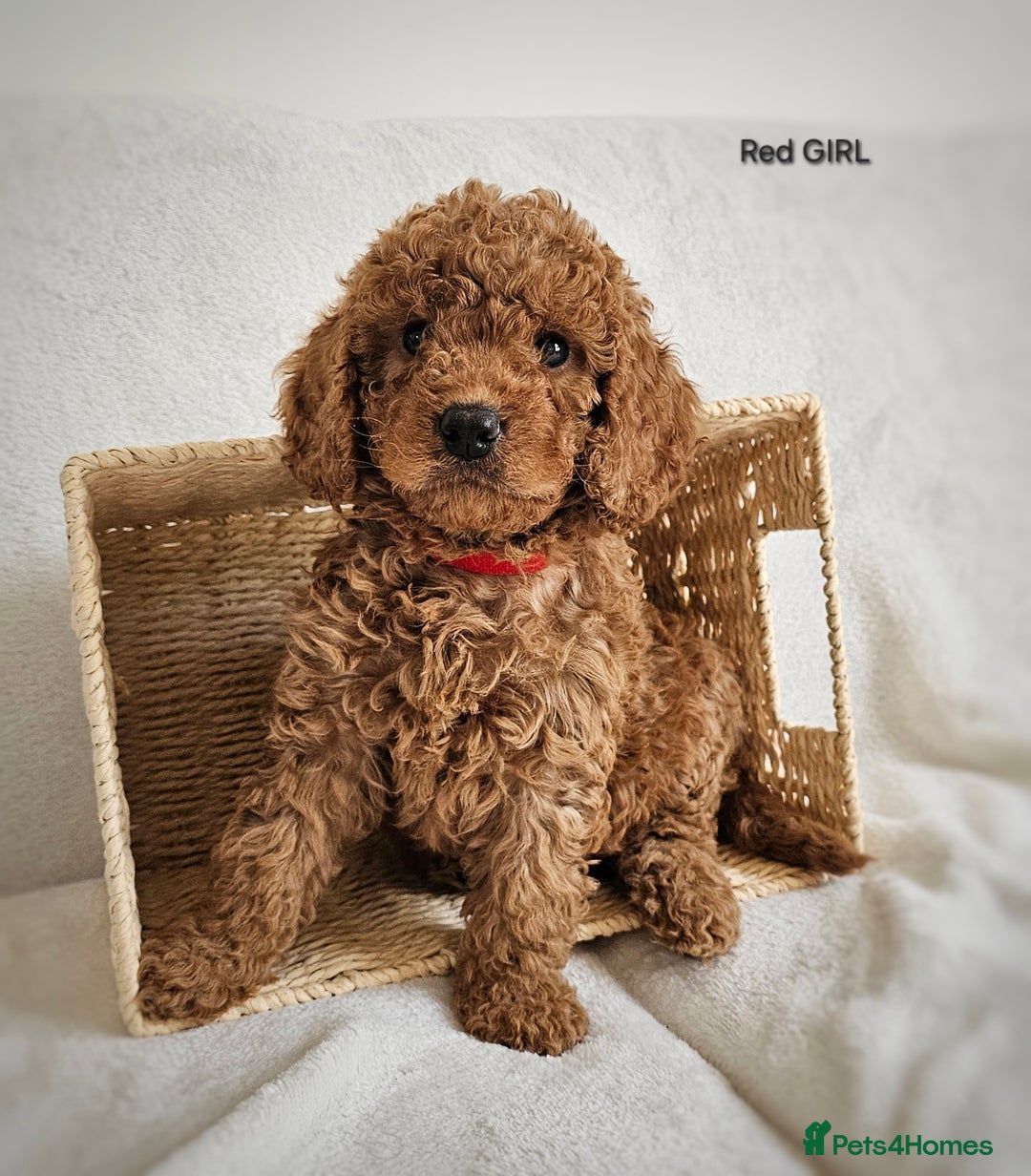Cavapoo dogs for sale: Adorable F1b Cavapoo Puppies Ready 15th November - Image 13