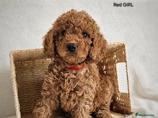 Cavapoo dogs - Advert 13