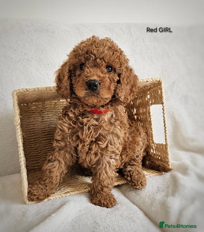 Cavapoo dogs - Advert 16