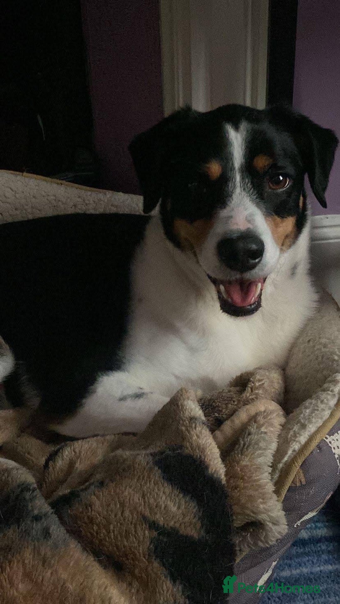 Mixed Breed dogs for adoption: Buddy 5 years old  - Advert 2