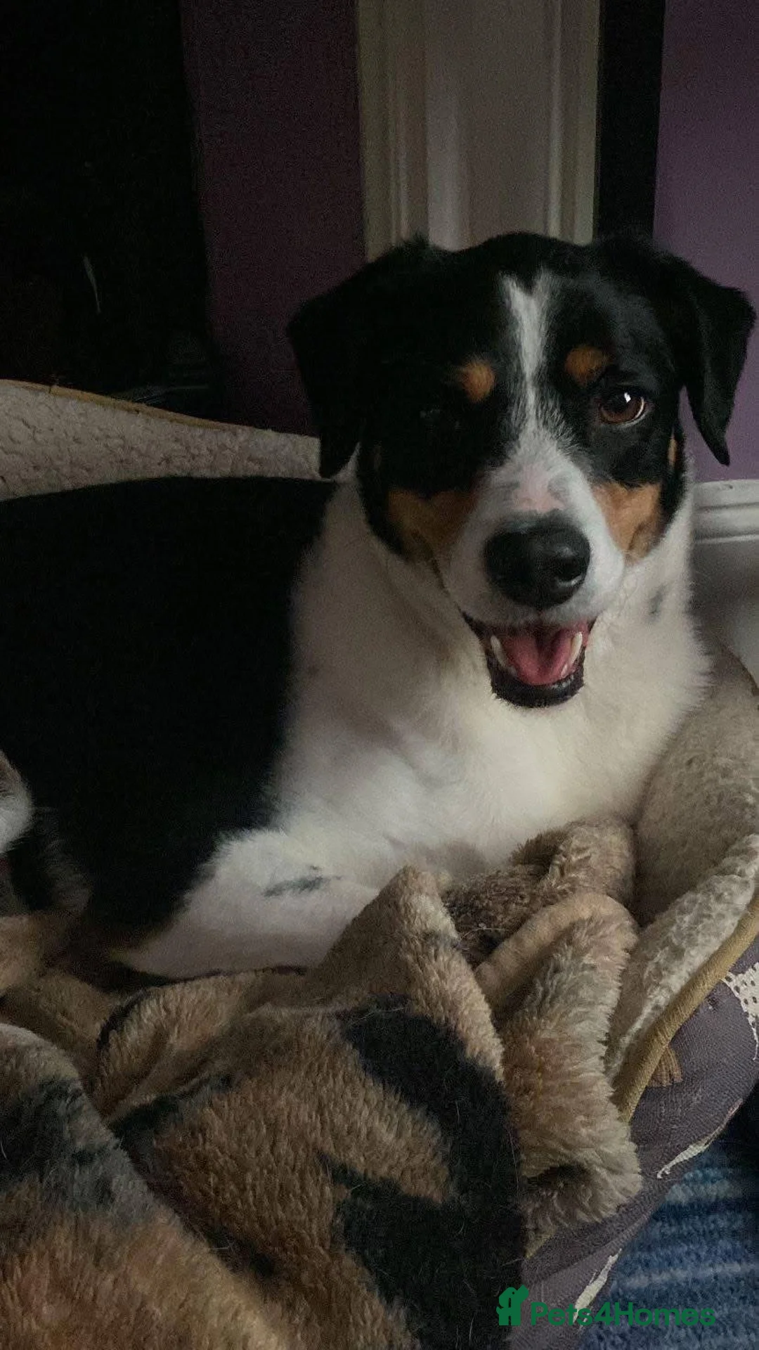 Mixed Breed dogs for adoption: Buddy 5 years old  - Advert 2