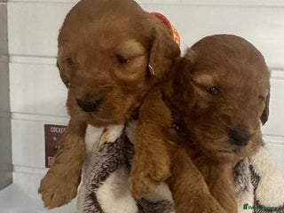 Cockapoo dogs Stunning 2 fully health tested cockapoos - Advert 2