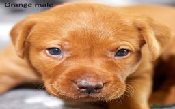 Labrador Retriever dogs for sale: Fox red labrador pups for sale - Image 6