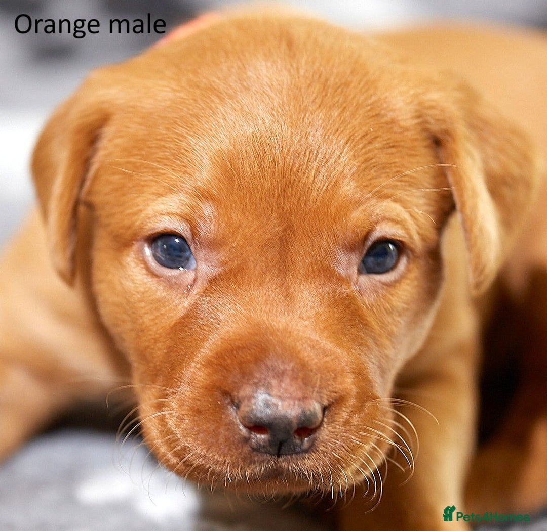 Labrador Retriever dogs for sale: Fox red labrador pups for sale - Image 6