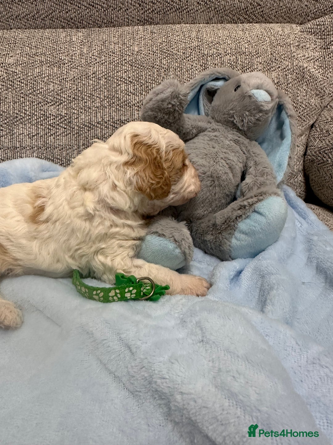 Cavapoo dogs for sale: Stunning F1b Cavapoos - Advert 6