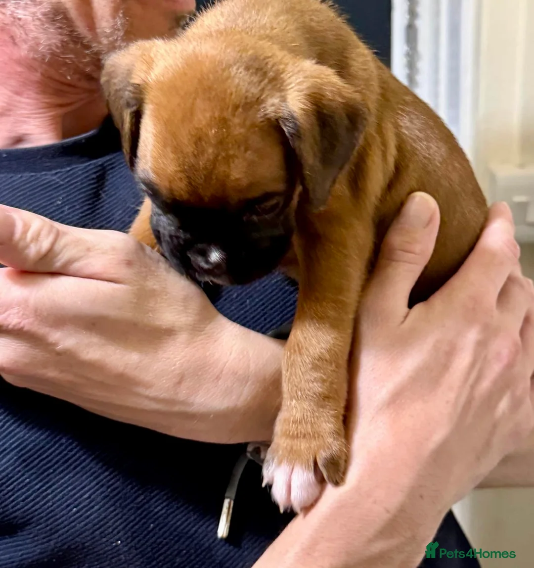 Boxer dogs for sale: Boxer puppys - Advert 2
