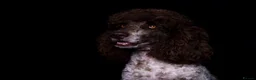 Cockapoo dogs for sale: Top Quality Teddy Bear puppies  - Advert 13
