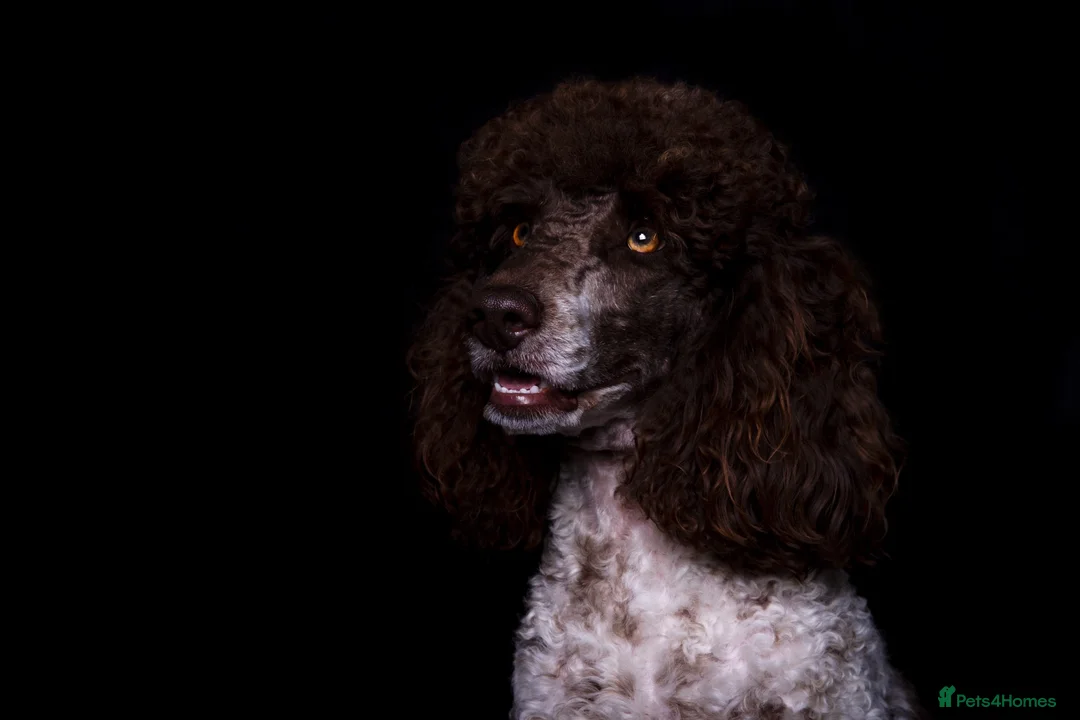 Cockapoo dogs for sale: Top Quality Teddy Bear puppies  - Advert 13
