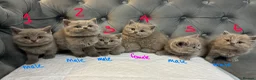 British Shorthair cats for sale: BRITISH SHORTHAIR 🩶 LILAC KITTENS - READY SOON  - Advert 3