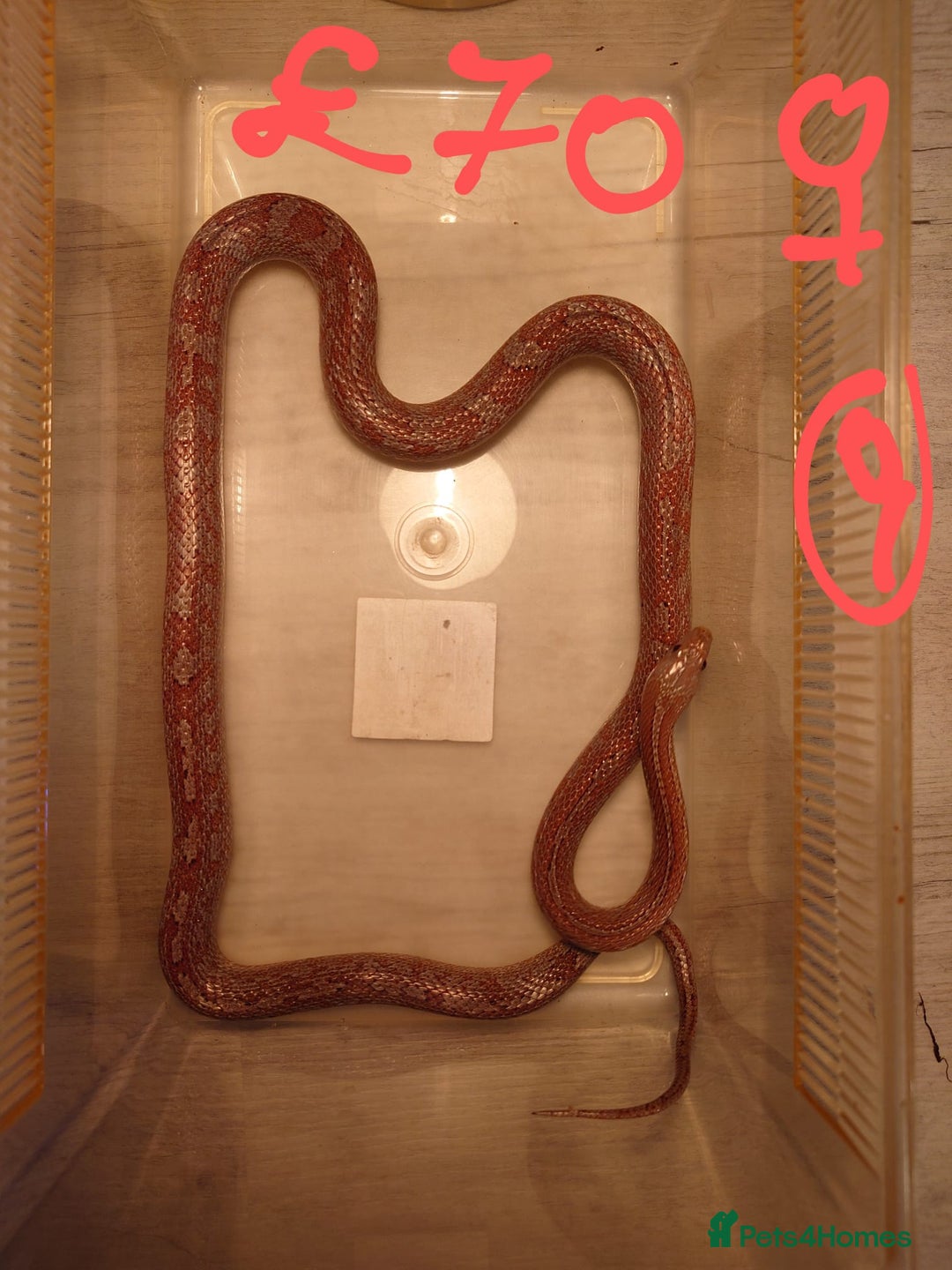 Snake reptiles for sale: My collection of corn snakes. - Advert 17