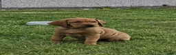 Mixed Breed dogs for sale: ALL REHOMED Vizslador Puppies  - Advert 9