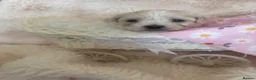 Mixed Breed dogs for sale: Maltese x coton de Tuléar beautiful puppies  - Advert 2