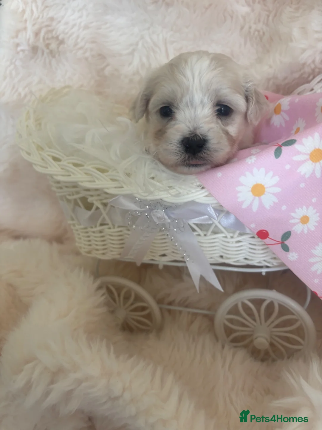 Mixed Breed dogs for sale: Maltese x coton de Tuléar beautiful puppies  - Advert 2